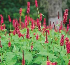 Rdesno 'Firetail' - Bistorta amplexicaulis 'Firetail'