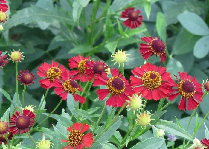 Záplevák podzimní 'Ruby Tuesday' - Helenium 'Ruby Tuesday'