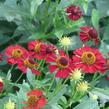 Záplevák podzimní 'Ruby Tuesday' - Helenium 'Ruby Tuesday'