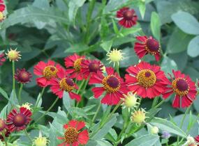 Záplevák podzimní 'Ruby Tuesday' - Helenium 'Ruby Tuesday'