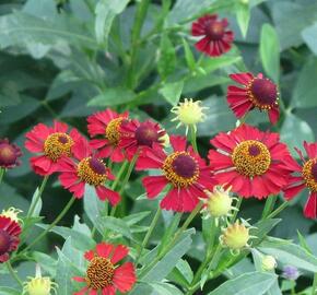 Záplevák podzimní 'Ruby Tuesday' - Helenium 'Ruby Tuesday'