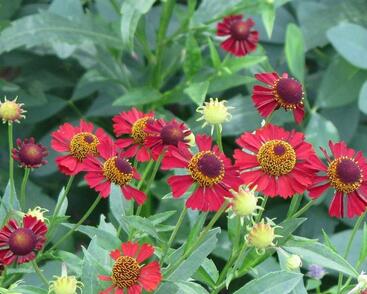 Záplevák podzimní 'Ruby Tuesday'