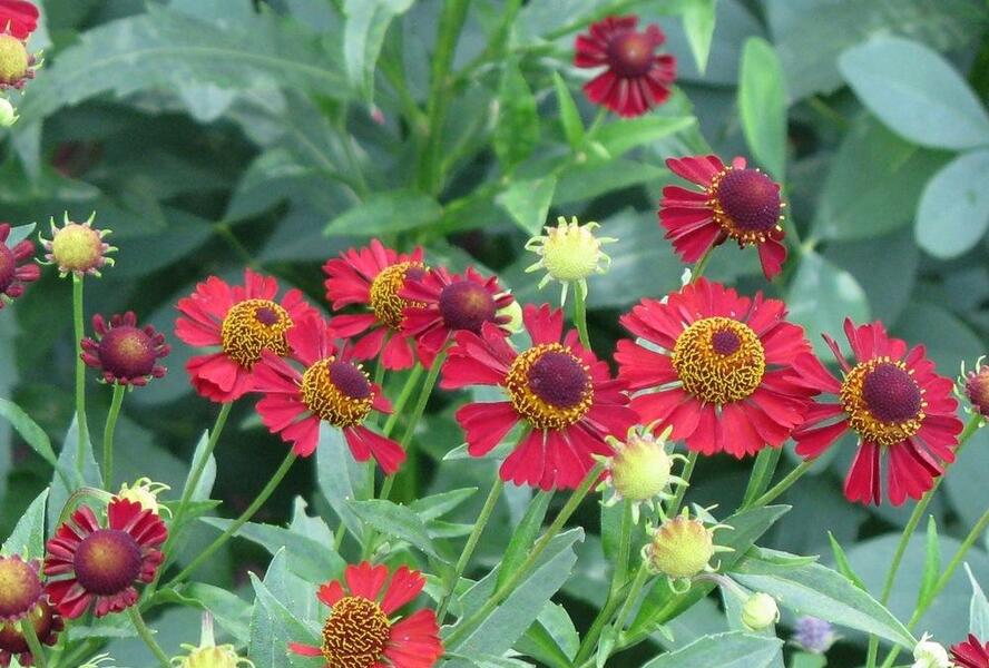 Záplevák podzimní 'Ruby Tuesday' - Helenium 'Ruby Tuesday'