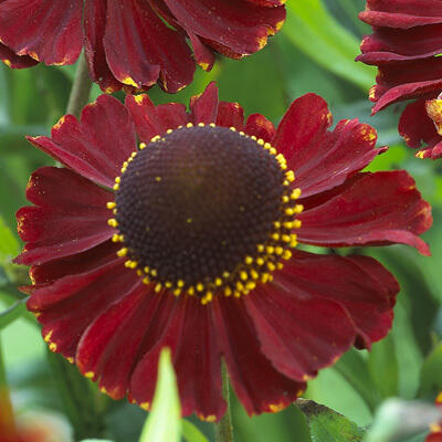 Záplevák podzimní 'Ruby Tuesday' - Helenium 'Ruby Tuesday'