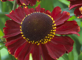 Záplevák podzimní 'Ruby Tuesday' - Helenium 'Ruby Tuesday'