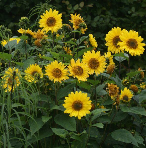 Slunečnice 'Triomphe de Gand' - Helianthus multiflorus 'Triomphe de Gand'