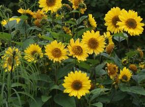 Slunečnice 'Triomphe de Gand' - Helianthus multiflorus 'Triomphe de Gand'