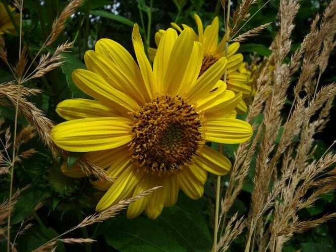 Slunečnice 'Triomphe de Gand' - Helianthus multiflorus 'Triomphe de Gand'