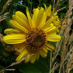 Slunečnice 'Triomphe de Gand' - Helianthus multiflorus 'Triomphe de Gand'