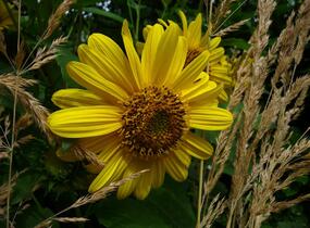Slunečnice 'Triomphe de Gand' - Helianthus multiflorus 'Triomphe de Gand'