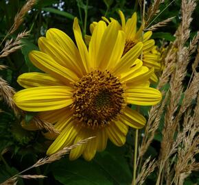 Slunečnice 'Triomphe de Gand' - Helianthus multiflorus 'Triomphe de Gand'