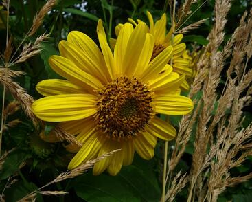 Slunečnice 'Triomphe de Gand'