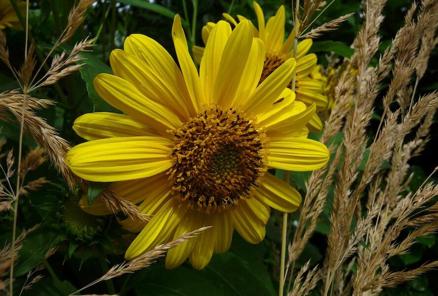 Slunečnice 'Triomphe de Gand' - Helianthus multiflorus 'Triomphe de Gand'