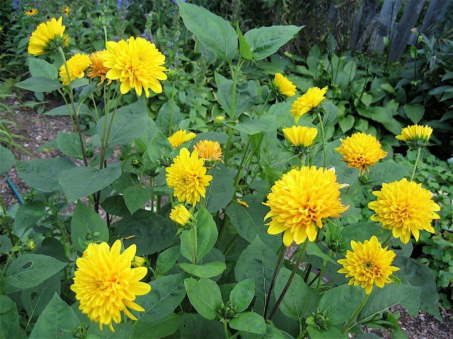 Slunečnice 'Sunshine Daydream' - Helianthus decapetalus 'Sunshine Daydream'