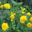 Slunečnice 'Sunshine Daydream' - Helianthus decapetalus 'Sunshine Daydream'