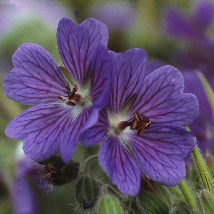 Kakost Renardův 'Terre Franche' - Geranium renardii 'Terre Franche'