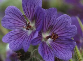 Kakost Renardův 'Terre Franche' - Geranium renardii 'Terre Franche'