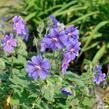 Kakost Renardův 'Terre Franche' - Geranium renardii 'Terre Franche'