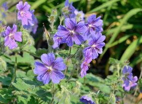Kakost Renardův 'Terre Franche' - Geranium renardii 'Terre Franche'