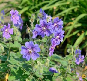 Kakost Renardův 'Terre Franche' - Geranium renardii 'Terre Franche'