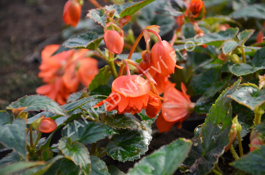 Begónie 'Elserta Orange Rot' - Begonia 'Elserta Orange Rot'