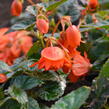 Begónie 'Elserta Orange Rot' - Begonia 'Elserta Orange Rot'