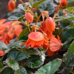 Begónie 'Elserta Orange Rot' - Begonia 'Elserta Orange Rot'