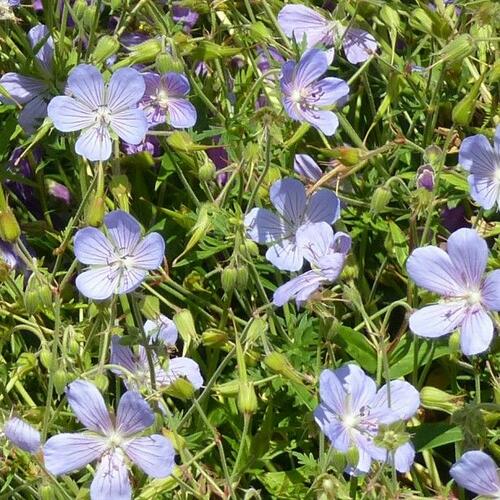 Kakost 'Blue Cloud' - Geranium collinum 'Blue Cloud'