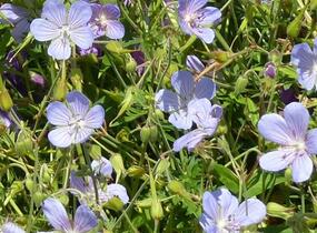 Kakost 'Blue Cloud' - Geranium collinum 'Blue Cloud'