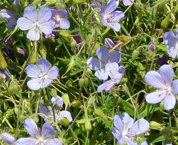 Kakost 'Blue Cloud' - Geranium collinum 'Blue Cloud'