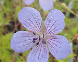 Kakost 'Blue Cloud'