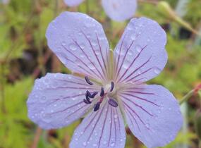 Kakost 'Blue Cloud' - Geranium collinum 'Blue Cloud'