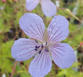 Kakost 'Blue Cloud' - Geranium collinum 'Blue Cloud'