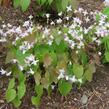 Škornice dvoulistá - Epimedium diphyllum ssp.kitamaranum