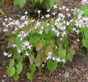 Škornice dvoulistá - Epimedium diphyllum ssp.kitamaranum