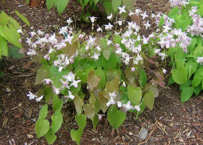 Škornice dvoulistá - Epimedium diphyllum ssp.kitamaranum