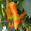 Paprika polní 'Ornela' - Capsicum annuum 'Ornela'