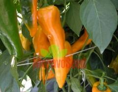 Paprika polní 'Ornela' - Capsicum annuum 'Ornela'