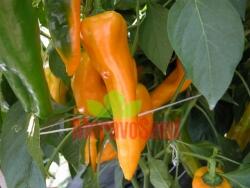 Paprika polní 'Ornela' - Capsicum annuum 'Ornela'