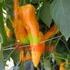 paprika-polni-ornela.jpg