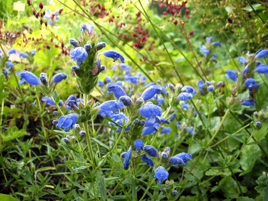 Včelník 'Fuji Blue' - Dracocephalum argunense 'Fuji Blue'