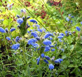 Včelník 'Fuji Blue' - Dracocephalum argunense 'Fuji Blue'