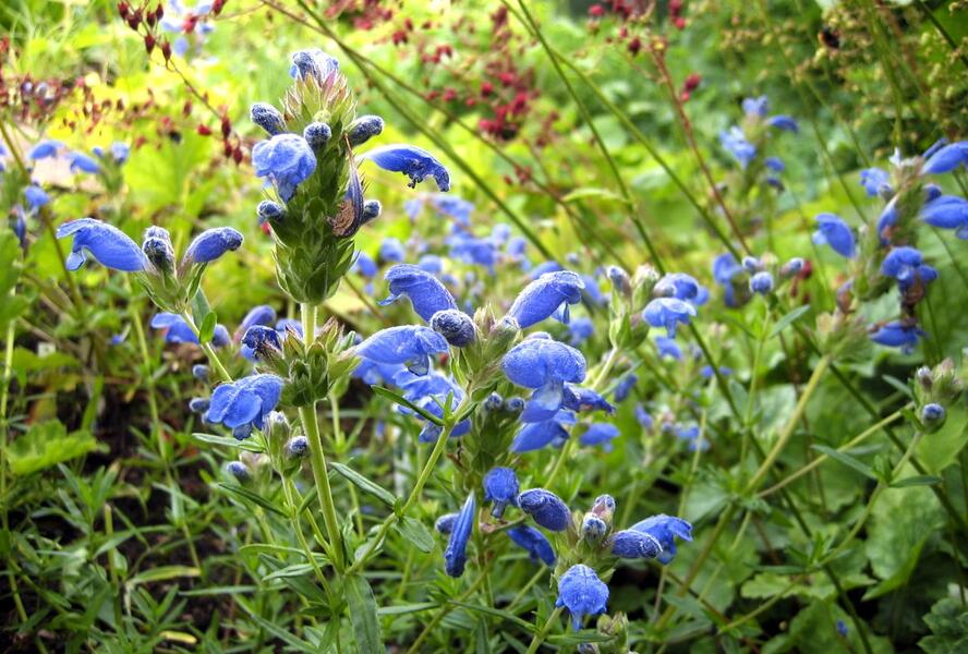 Včelník 'Fuji Blue' - Dracocephalum argunense 'Fuji Blue'