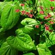 Škornice - Epimedium cantabrigiense