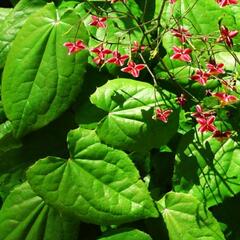 Škornice - Epimedium cantabrigiense