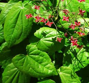 Škornice - Epimedium cantabrigiense