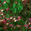 Škornice alpská - Epimedium alpinum