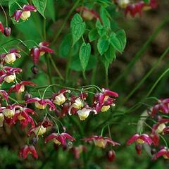 Škornice alpská - Epimedium alpinum