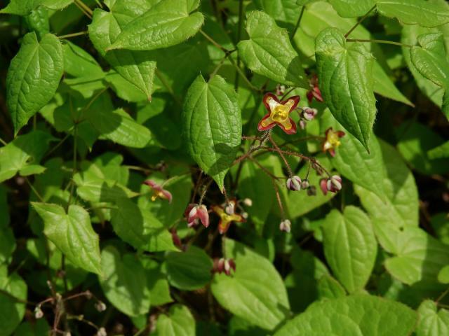 Škornice alpská - Epimedium alpinum
