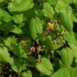 Škornice alpská - Epimedium alpinum